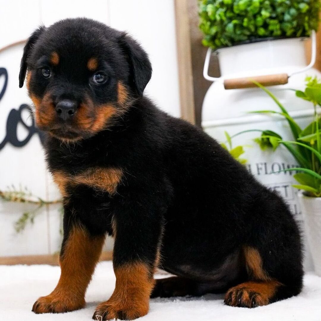 rottweiler haven pups