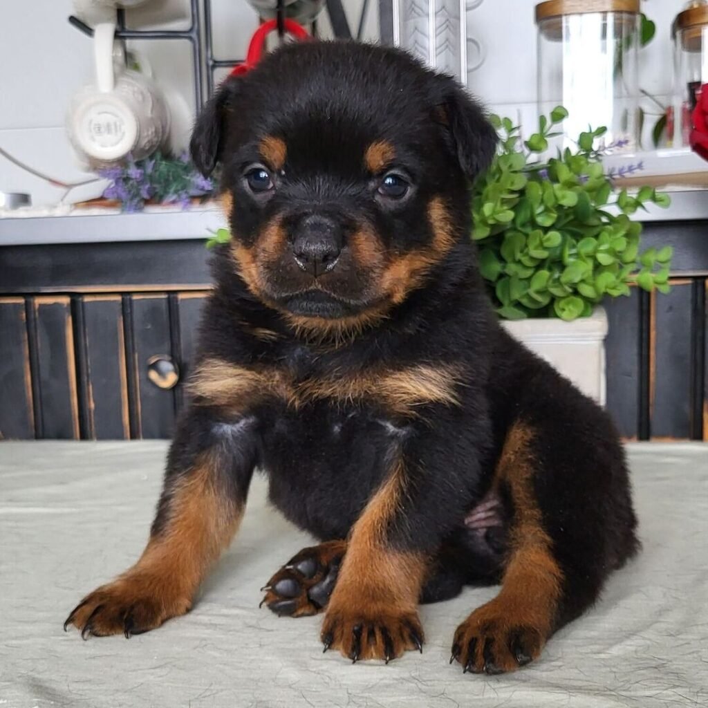 Rottweiler Haven Pups