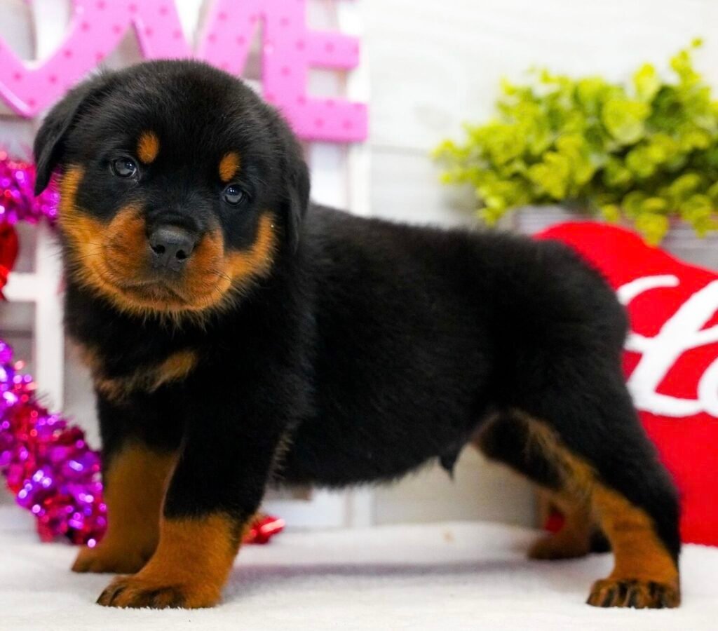 Rottweiler Haven Pups