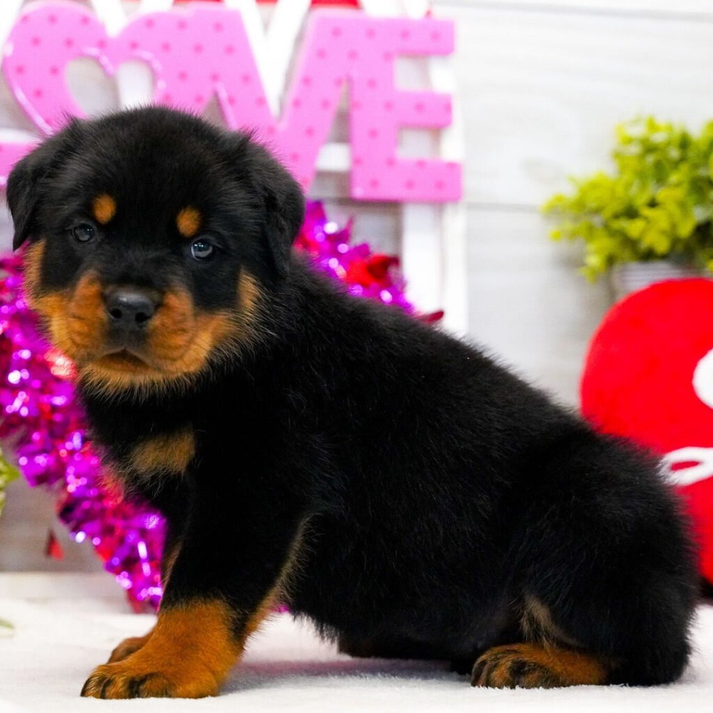 Rottweiler Haven Pups
