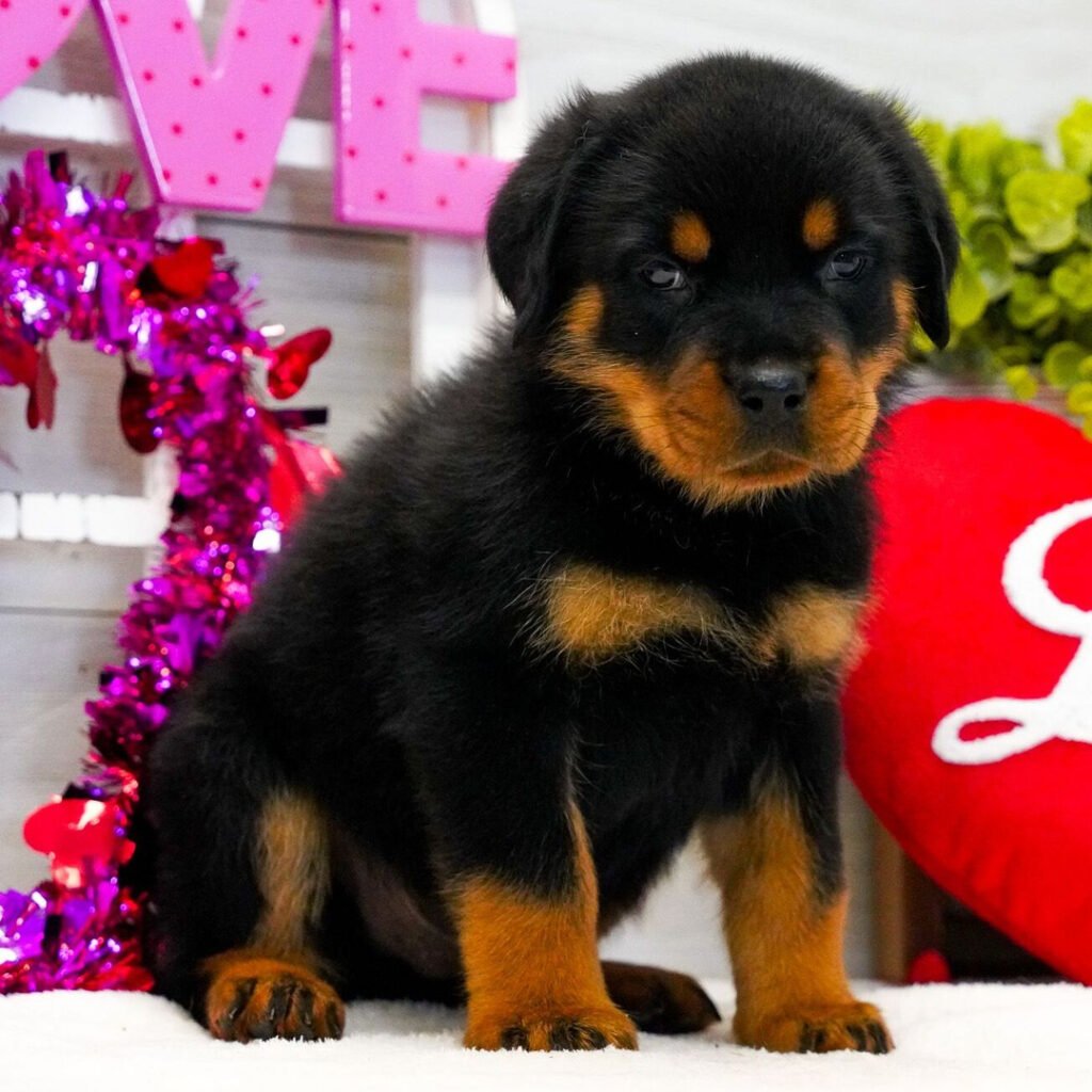 Rottweiler Haven Pups
