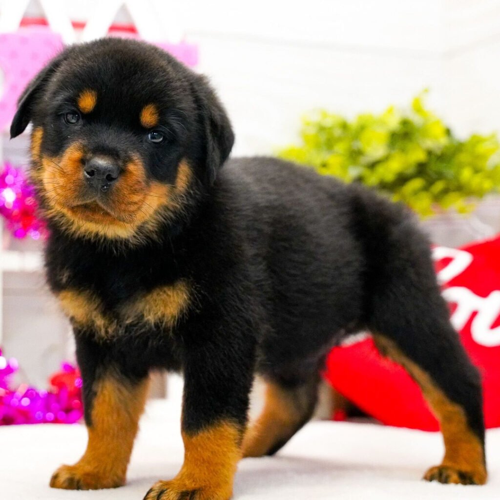 Rottweiler Haven Pups