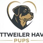 Rottweiler Haven Pups