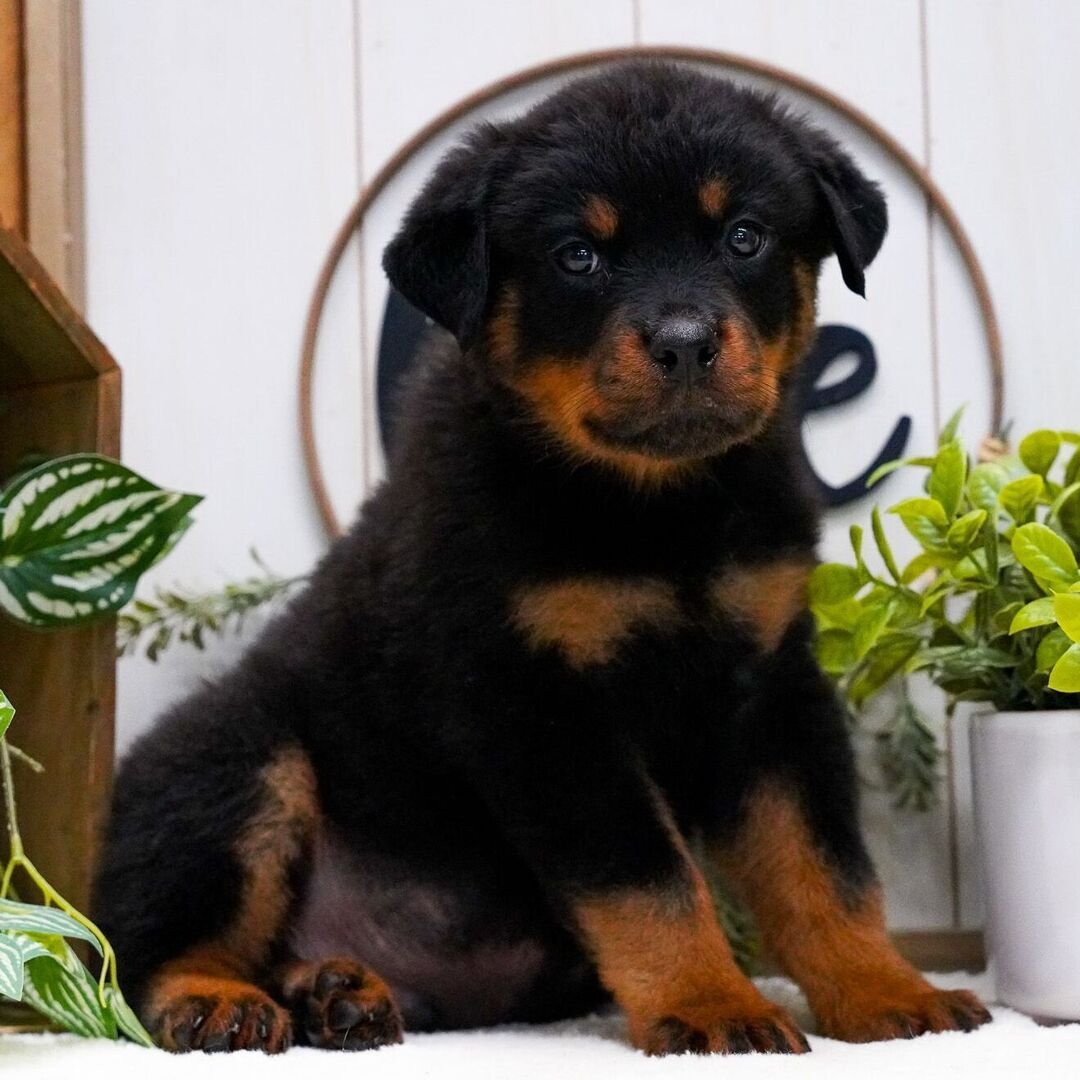 rottweiler haven pups