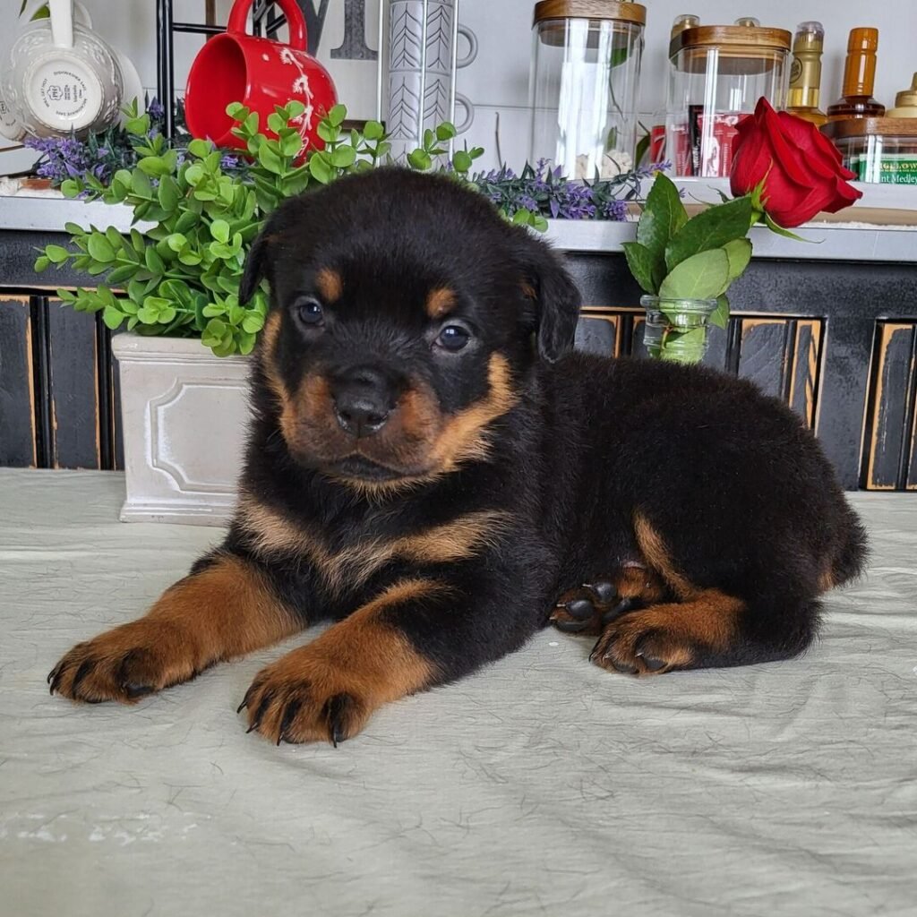 rottweiler haven pups