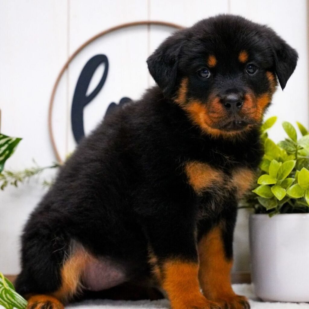 rottweiler haven pups